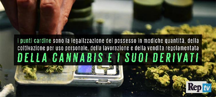 “I vantaggi della legalizzazione della cannabis”
